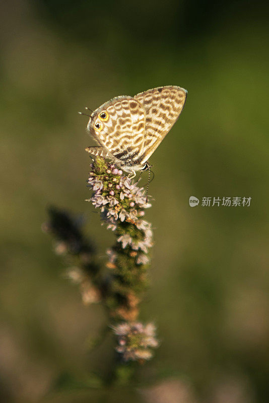 普通斑马蓝(Leptotes pirithous)蝴蝶在薄荷植物上觅食